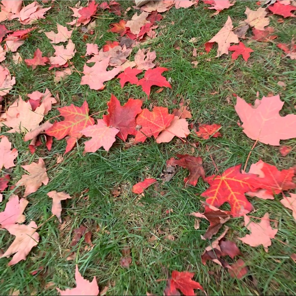 Samira Tandon - Poshmark Profile Picture of Samira Tandon (@samiratandon123) on Poshmark