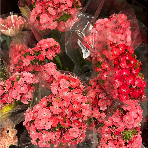 Profile Picture of Julianne Cavanaugh (@jlne) on Poshmark