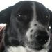Profile Picture of Tracie Thacker (@tpthacker) on Pinterest