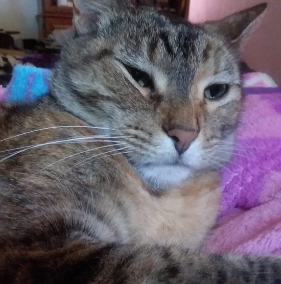 Profile Picture of Chantel Mccutchan (@chantelmccutcha) on Poshmark