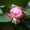 Profile Picture of Van Do Hai (@Dxo_man) on Flickr