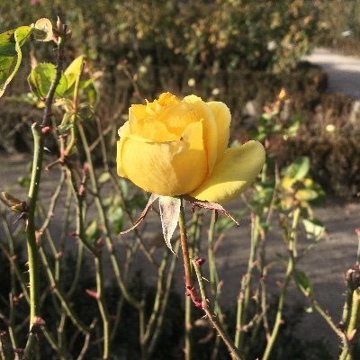 Profile Picture of Jessica  ✌ (@jessymoe95) on Twitter