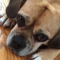 Profile Picture of Jeanine Sciarra (@jeanine-sciarra) on Quora