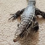 Profile Picture of South Texas Fangs-n-Thangs (@dustinchristinasnell) on Instagram