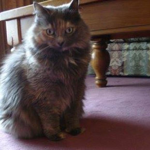 Profile Picture of Sharon Harrett (@sharonharrett) on Poshmark