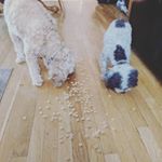 Profile Picture of Dillon & Maxwell (@buttsspoopoos) on Instagram