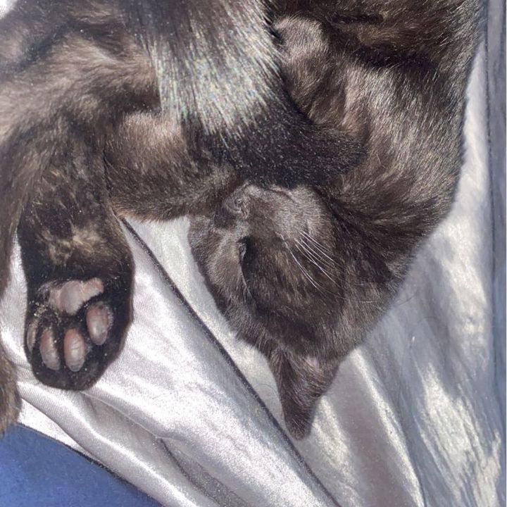 Profile Picture of Bramble (@brambleberry.pie) on Tiktok