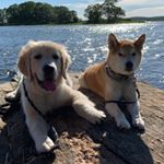 Profile Picture of Sylar & Kona (@sylar_n_kona) on Instagram