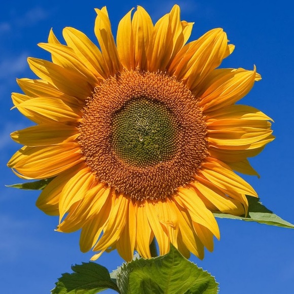 Profile Picture of Cindy Frausto (@cindyfrausto) on Poshmark