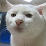 _sesso_coca_mignotte_ - Instagram Profile Picture of _sesso_coca_mignotte_ (@_sesso_coca_mignotte_) on Instagram