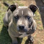 Profile Picture of Rex Cole Hudson (@rexcolethepitbull) on Instagram