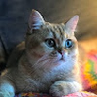 Profile Picture of Cheng Marshall (@cheng-marshall) on Quora