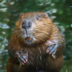 Profile Picture of aaron_o_castor (@aaron_o_castor) on Instagram