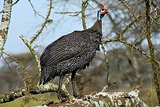 Profile Picture of Helmeted guineafowlon Wikipedia
