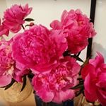 Profile Picture of Sandy Newton (@sandy_newton46) on Instagram