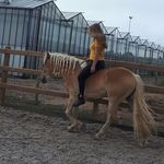 Profile Picture of ♡ Amber & Gijsje ♡ (@haflinger.gijs) on Instagram