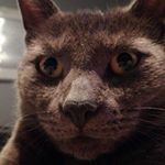 Shaun Sharkey - Instagram Profile Picture of Shaun Sharkey (@hooversandhorns) on Instagram