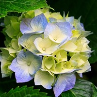 Profile Picture of Tess Chi (@tess-chi-1) on Quora