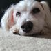 Profile Picture of Joseph Shambaugh (@joseph.shambaugh.7) on Facebook