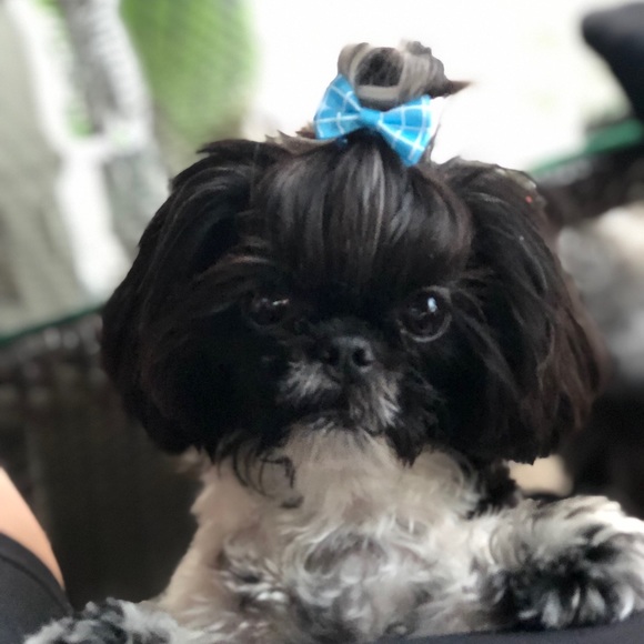 Profile Picture of Ronni Zarlinga (@ronnizarlinga) on Poshmark