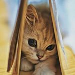 kitty nuz😎nusrath nuz - Instagram Profile Picture of kitty nuz😎nusrath nuz (@beema_thahir) on Instagram