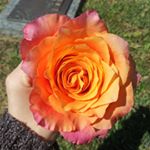 Profile Picture of Brit Thompson (@beebeezy93) on Instagram