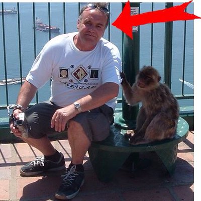 Profile Picture of Steve Rhodes (@Stevefalco60) on Twitter