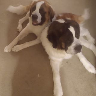 Profile Picture of Tina Bamrick Cadamore (@tina.bamrickcadamore) on Facebook