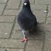 Profile Picture of Chris Peacock (@chris.peacock.963434) on Facebook