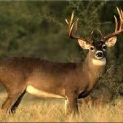Profile Picture of Ryan James Wohlford (@ryanjameswohlfo) on Twitter