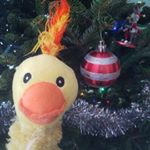 Profile Picture of David and the Legless Dog (@walkingmyleglessdog) on Instagram