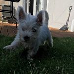 Profile Picture of Angus Edward Rowlands (@angus_the_puppy123) on Instagram