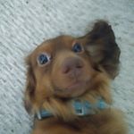 Profile Picture of Andrew Calkins (@justsomeguywithabeard) on Instagram