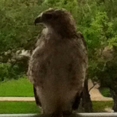 Profile Picture of Mitchell Hooks (@mitchellhooks) on Twitter
