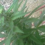 Profile Picture of outlawzz (@dwayneloveart) on Instagram