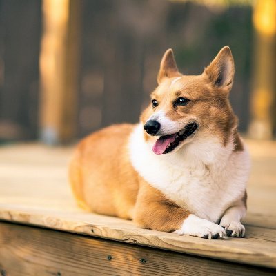 Profile Picture of Alice Zheng (@AliceZh74415721) on Twitter