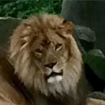 Profile Picture of John Corso (@corso1576) on Instagram