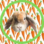 Profile Picture of Kowalsky The Bunny 🥕 (@kowalskythebunny) on Instagram