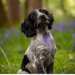 Profile Picture of Helen Clements (@ivythecockerspaniel_suffolk) on Instagram