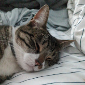 Profile Picture of Milo The Cookie (@milothecaddy) on Youtube