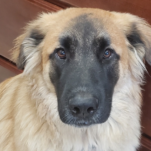 Profile Picture of Holly Zinser (@hollyzinser12) on Poshmark