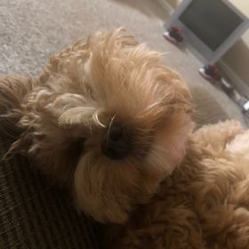 Andrew Francis - Pinterest Profile Picture of Andrew Francis (@kidatheart12211996) on Pinterest