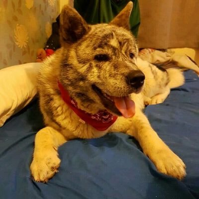 Profile Picture of Thomas Veal (@littletom1996) on Twitter