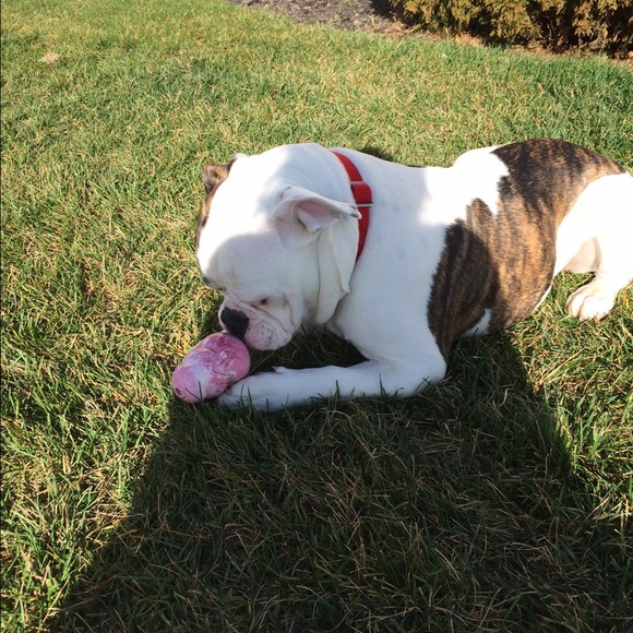 Profile Picture of Denise Yerkey (@deniseann03) on Poshmark