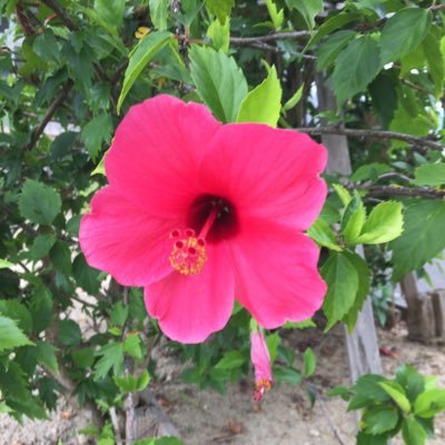 Profile Picture of Hideo Sato (@HideoSato6) on Twitter