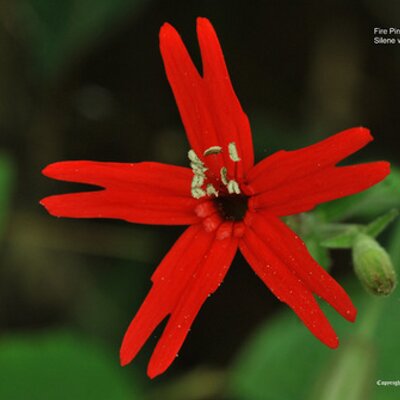 Profile Picture of USWildflowers.com (@USWildflowers) on Twitter