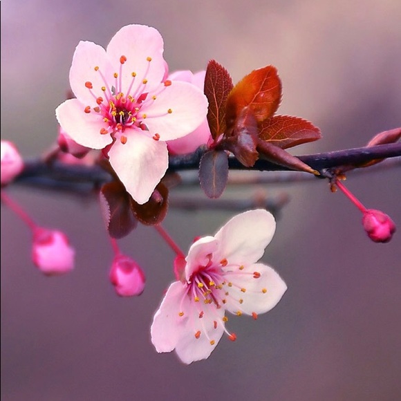 Profile Picture of Lily Coppola (@paper_roses) on Poshmark