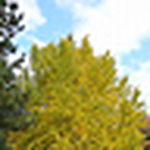 Profile Picture of Pusu-pusu (@pusu-pusu) on Flickr