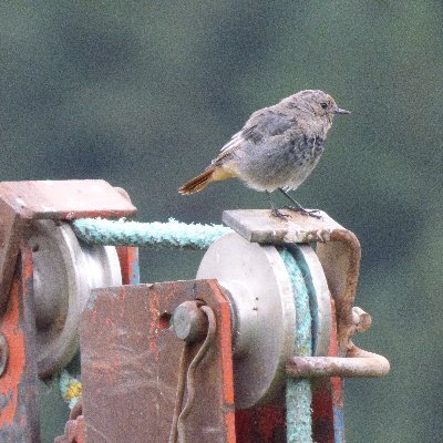 Michel Deschamps - Twitter Profile Picture of Michel Deschamps (@micheld88835749) on Twitter