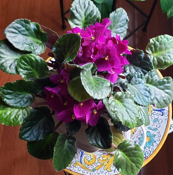 Profile Picture of Penny Rauh (@rosier5) on Poshmark